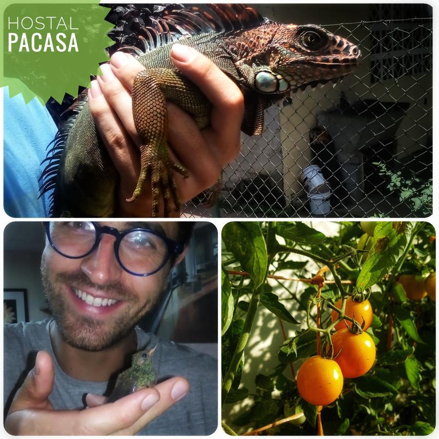 Pacasa Hostel David Luaran gambar